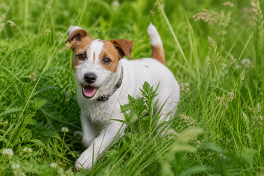 ✨🪮ノミ・ダニ対策は“毎日のブラッシング”がカギ｜SHARRで始めるやさしいケア習慣🐶🧡