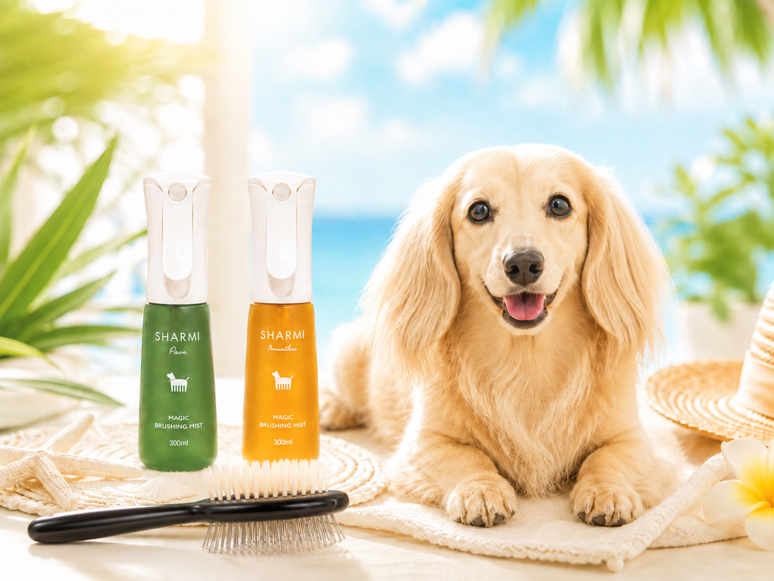 🌞夏の犬はなぜ毛がパサつく？原因と毎日できるケア🐶