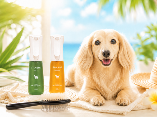 🌞夏の犬はなぜ毛がパサつく？原因と毎日できるケア🐶