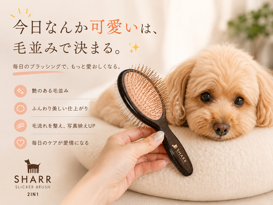 ✨🎀「今日なんか可愛い。」その理由は、毛並みかもしれない🎀✨