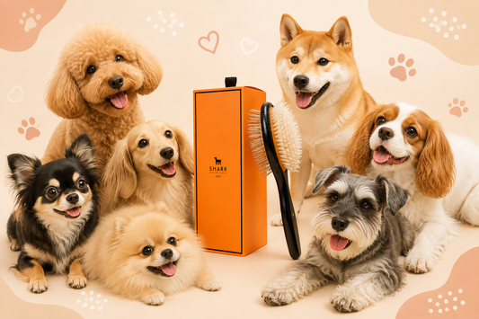 犬はブラッシングでストレスが減る？知っておきたい5つのメリット🐶✨