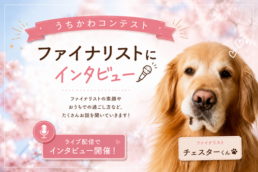 NENE's store✖️チェスターくん🐶うちかわコンテストのファイナリストインタビュー🎙️💕✨