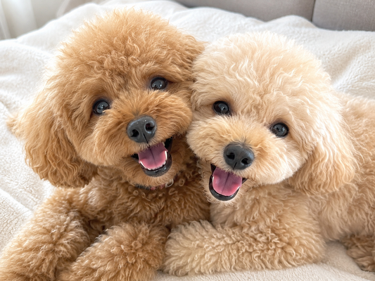 🐶犬って本当に笑うの？しっぽだけじゃない"嬉しいサイン"5選✨