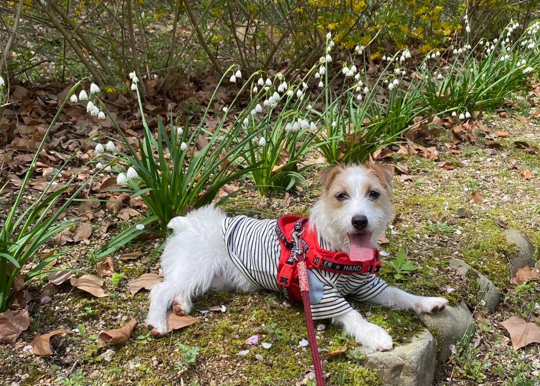 実家の肌が弱い愛犬にSHARR（シャルル）をプレゼントしました🎁✨