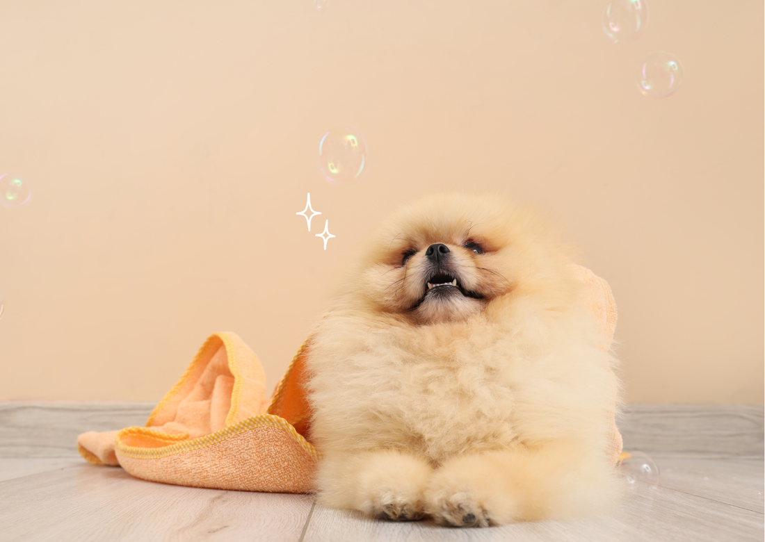 🐾 お家シャンプーでも魔法のペットブラシSHARRが大活躍？