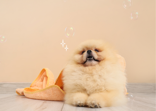 🐾 お家シャンプーでも魔法のペットブラシSHARRが大活躍？