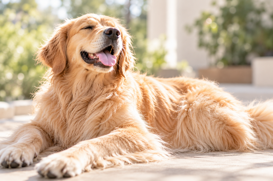 ゴールデン・レトリーバーってどんな犬？性格・特徴・毛質・ブラッシングを徹底解説