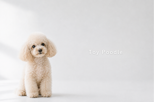 犬種別 SHARRの使い方｜トイプードル編