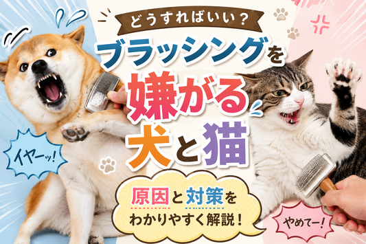 🐶犬がブラッシングを嫌がる理由｜実は“ブラシ選び”が原因かもしれません🪄✨