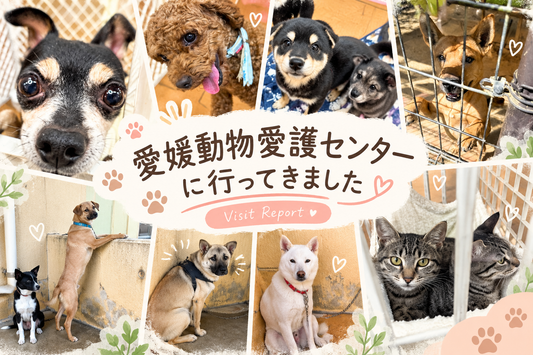 愛媛動物愛護センターへ行ってきました🍊🐾