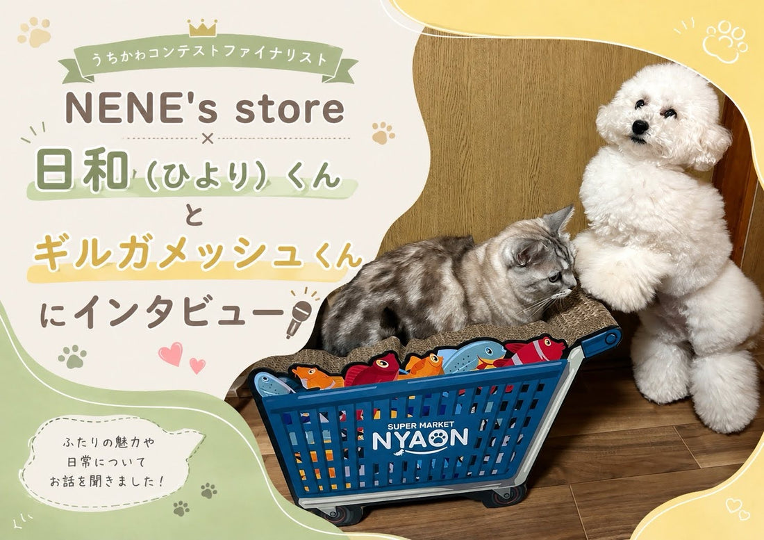 NENE's store✖️日和くん・ギルガメッシュくん🐶うちかわコンテストのファイナリストインタビュー🎙️💕✨
