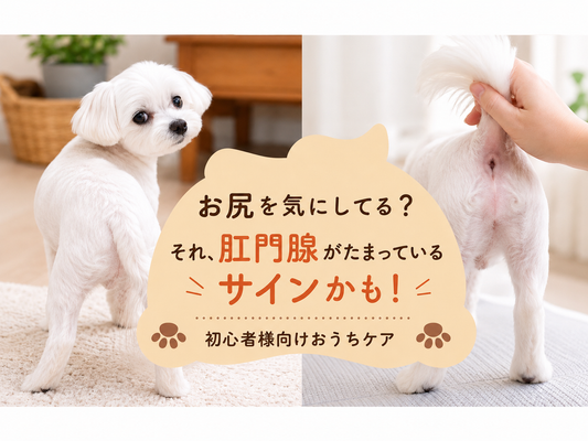 肛門腺がたまっているサインかも！      初心者様向けおうちケア🔰