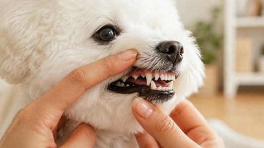 初心者向け！🐶🪥歯磨きスキンシップ魔法の3ステップ🫧✨