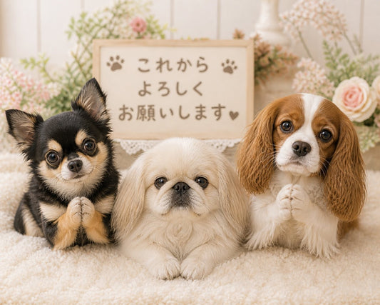 🐶🐱🐰仲間が増えました！