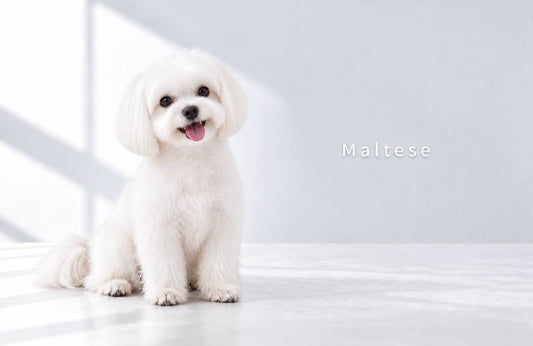NENE’s storeと学ぶ マルチーズ図鑑🐶🤍白い毛並みに隠れた歴史と、お手入れのコツ