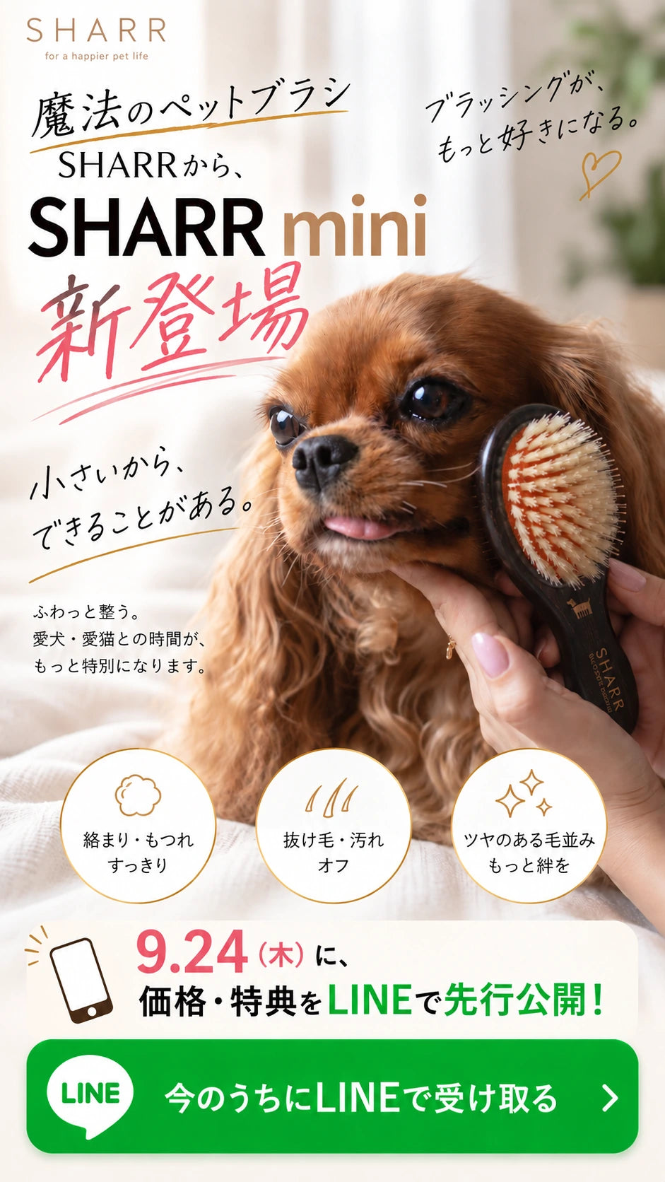 SHARR miniついに新登場。小さいから、できることがある。ブラッシングが、もっと好きになる。