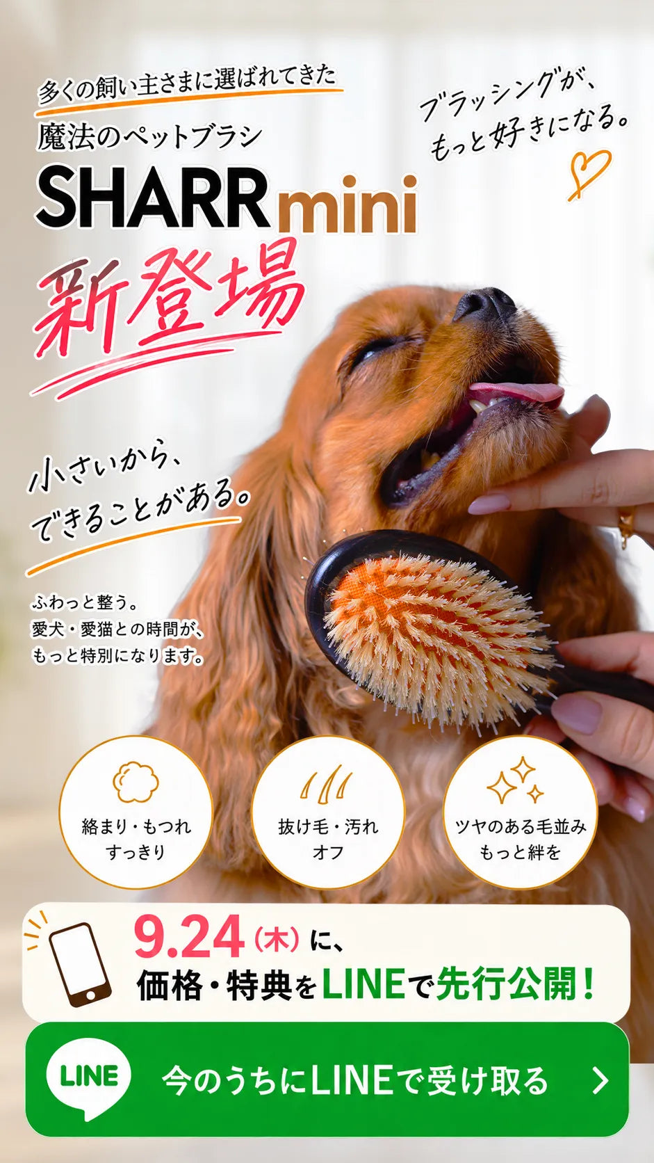 SHARR miniついに新登場。小さいから、できることがある。ブラッシングが、もっと好きになる。