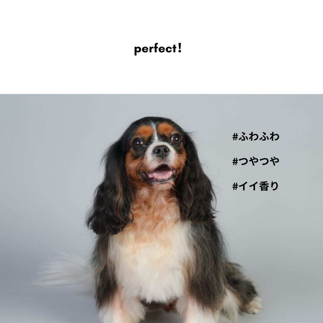 [Limited Quantity] [Expected delivery by end of May] Glossy Fluffy Set [Pet Brush + Mist]