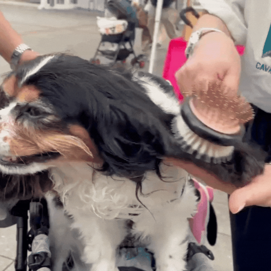 Magical Pet Brush SHARR