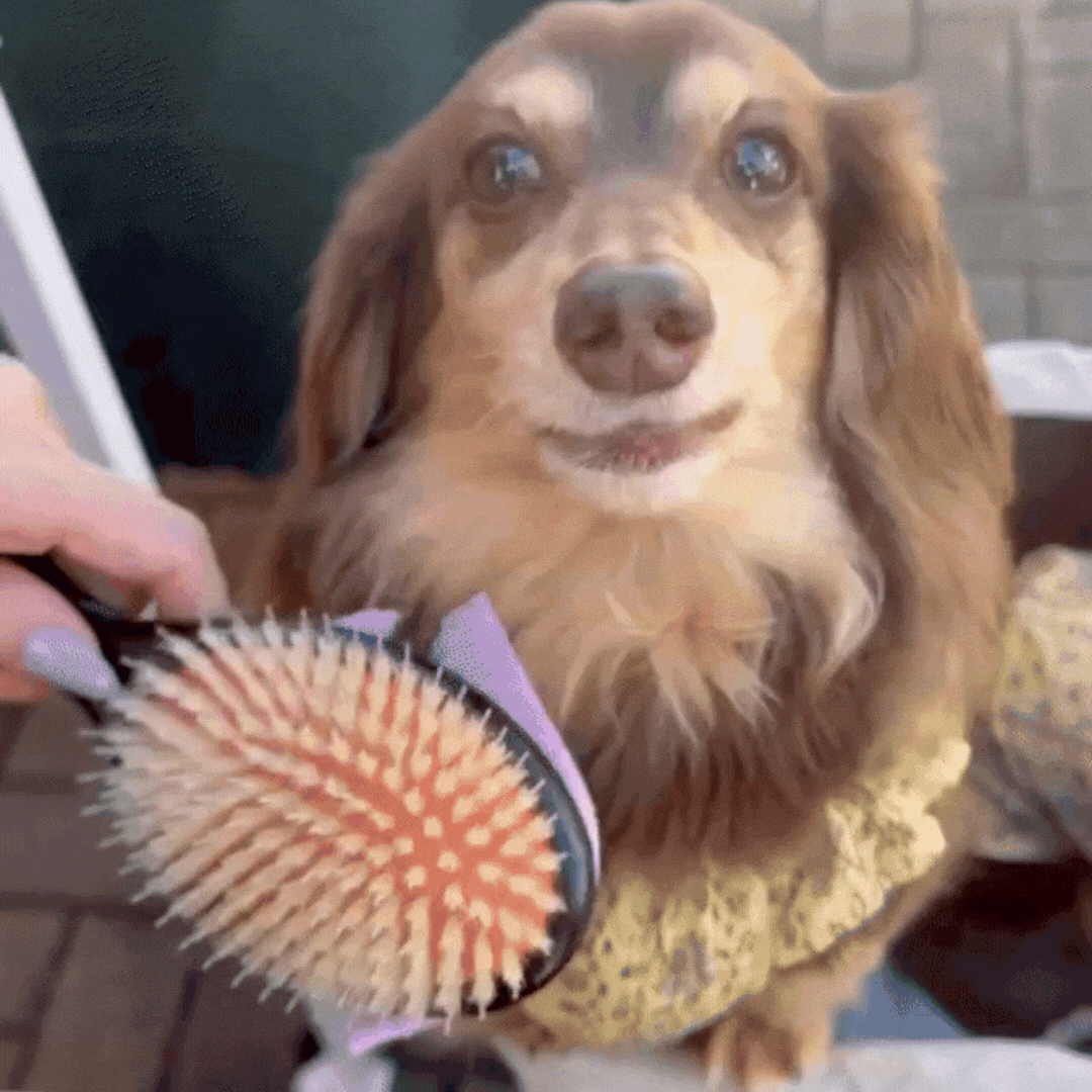 Magical Pet Brush SHARR