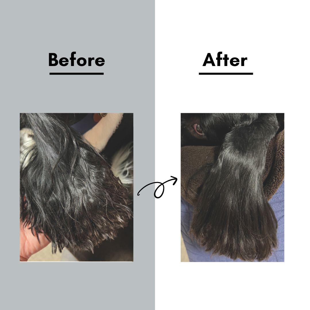 [Limited Quantity] [Expected delivery by end of May] Glossy Fluffy Set [Pet Brush + Mist]