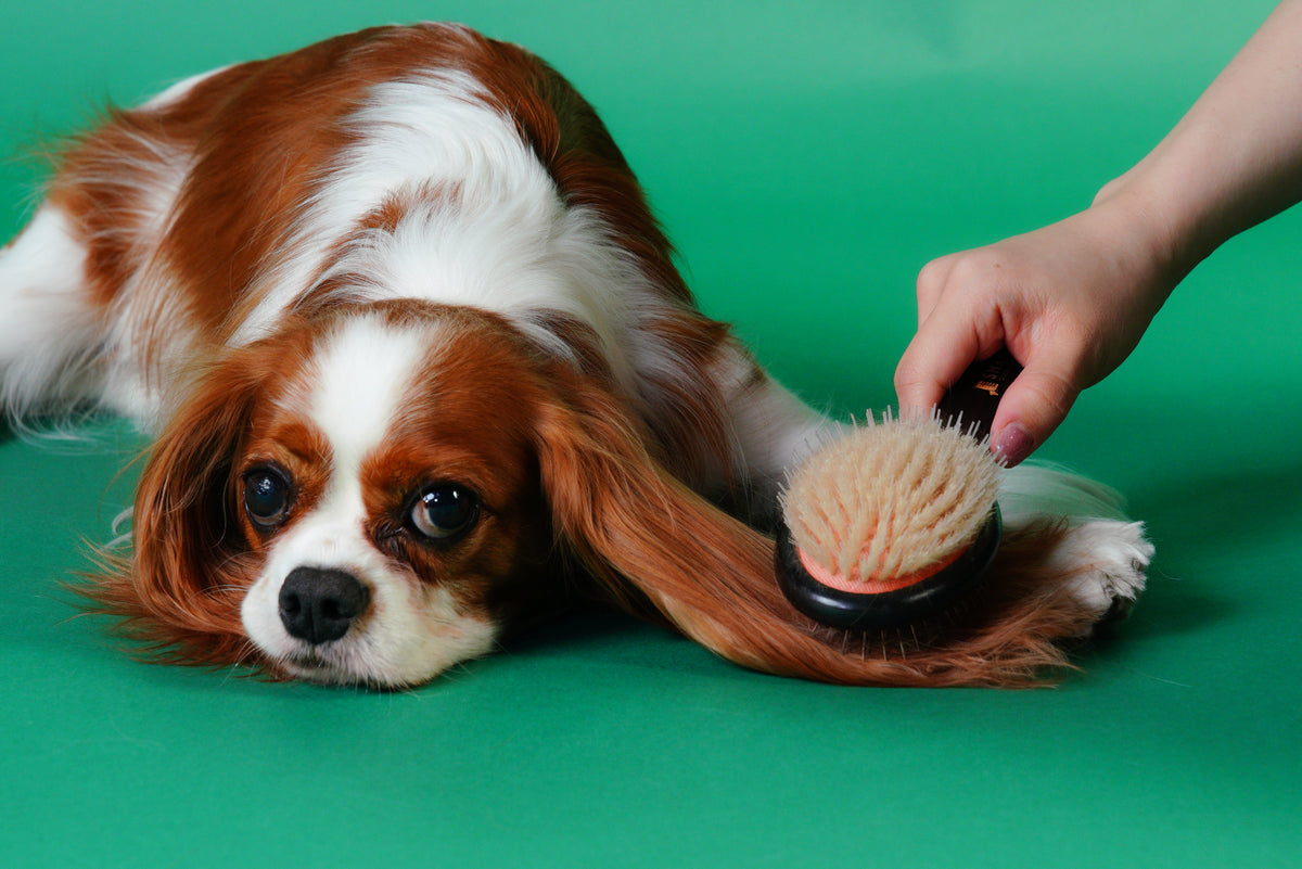 Grooming salon Ringの紹介写真