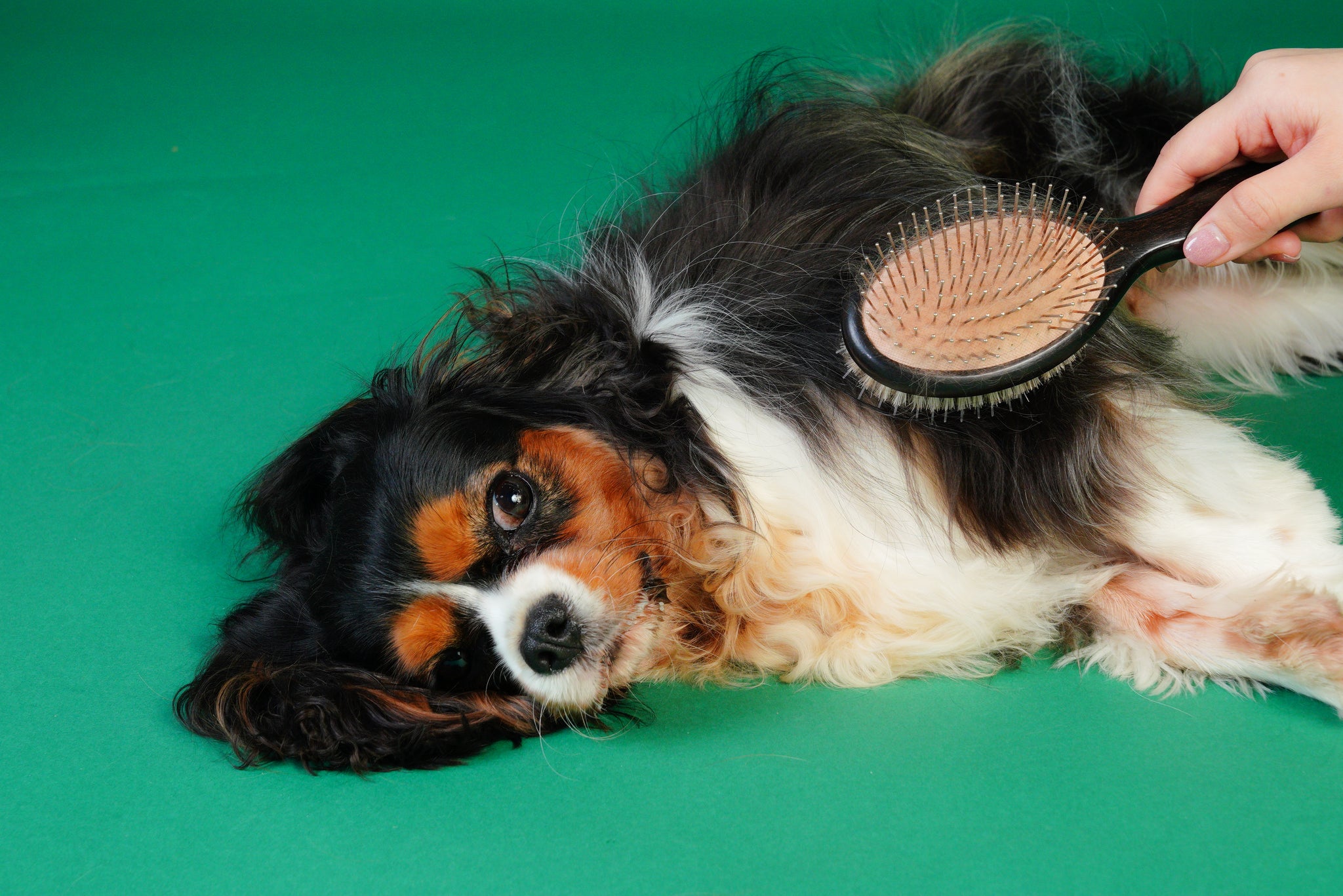 [Limited Quantity] [Expected delivery by end of May] Glossy Fluffy Set [Pet Brush + Mist]
