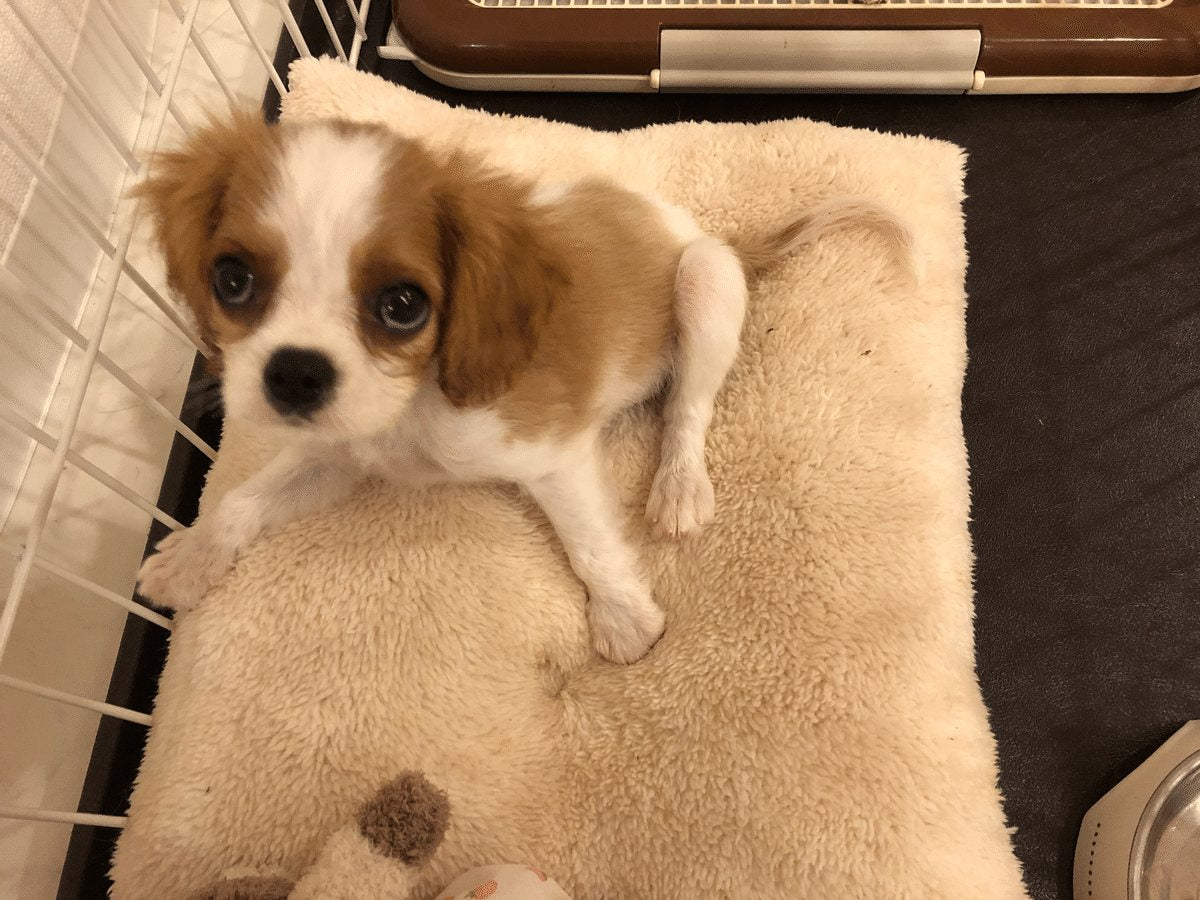 お迎えして4日目の子犬のむぅちゃん
