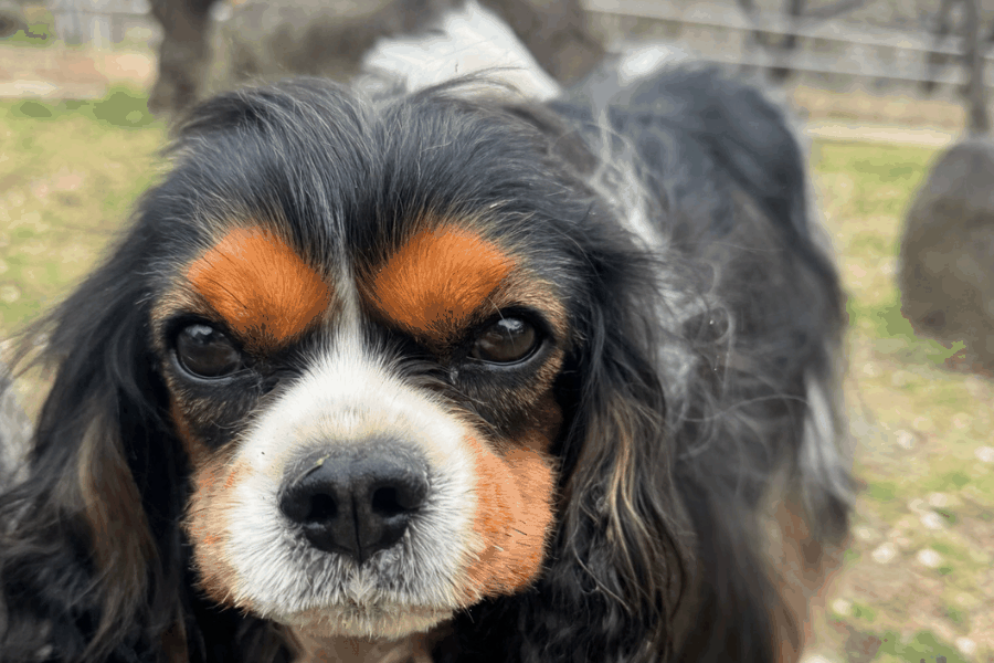 A dog and its owner bonding with a brush